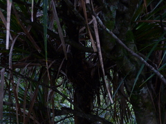 Freycinetia banksii