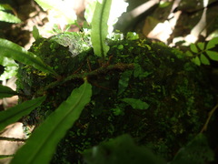 Leptochilus wrightii
