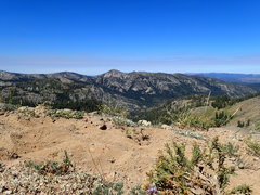 Lupinus lepidus lobbii