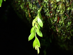 Tmesipteris lanceolata