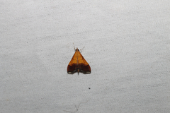 Pyrausta bicoloralis