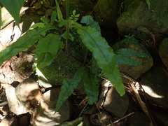 Leptochilus wrightii