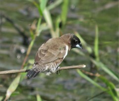 Spermestes cucullata scutata