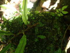 Leptochilus wrightii
