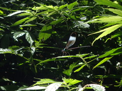 Psolodesmus mandarinus mandarinus