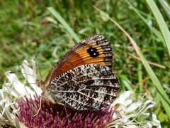 Erebia montanus
