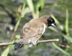 Spermestes cucullata scutata