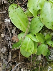 Pinguicula