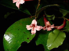 Alseuosmia macrophylla