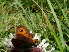 Erebia montanus