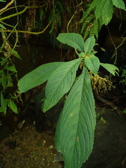 Rhynchotechum discolor
