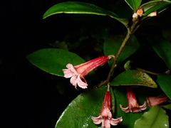 Alseuosmia macrophylla