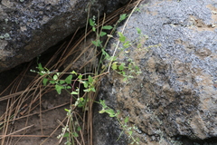Chenopodium berlandieri