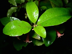 Alseuosmia macrophylla