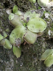 Pinguicula