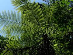 Alsophila spinulosa