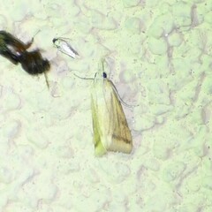 Microtheoris vibicalis