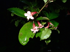 Alseuosmia macrophylla