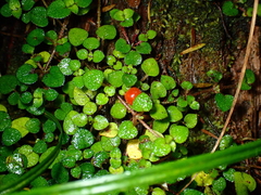 Nertera dichondrifolia