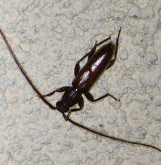 Geropa concolor