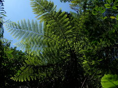 Alsophila spinulosa