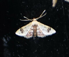 Idaea asceta