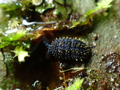 Holacanthella