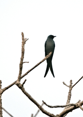 Dicrurus leucophaeus