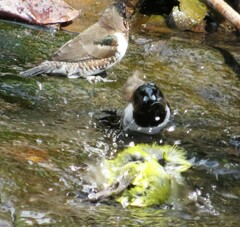 Zosterops virens virens
