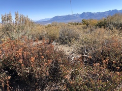 Eriogonum microtheca