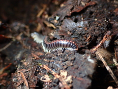 Spirobolellus antipodarus