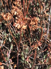 Eriogonum microtheca