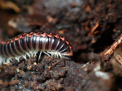Spirobolellus antipodarus