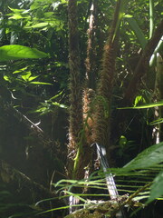 Sphaeropteris lepifera