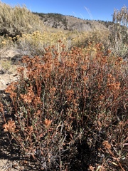 Eriogonum microtheca
