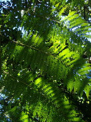 Sphaeropteris lepifera