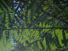 Sphaeropteris lepifera