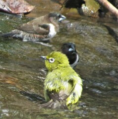 Zosterops virens virens