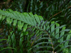 Blechnum