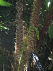 Sphaeropteris lepifera