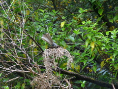 Rhipidura fuliginosa placabilis