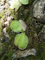 Pinguicula