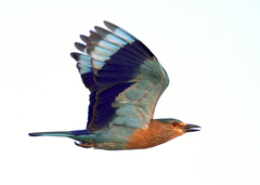 Coracias benghalensis