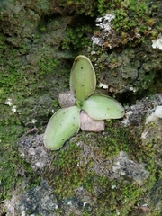 Pinguicula