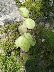 Pinguicula