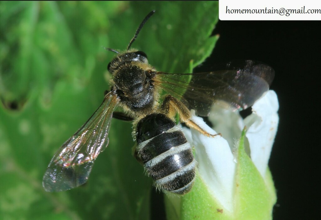 Lasioglossum proximatum