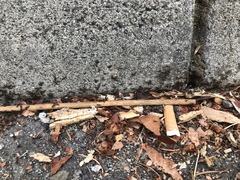 Tetramorium immigrans