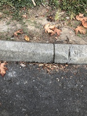 Tetramorium immigrans