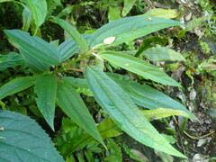 Boehmeria densiflora