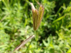 Chloris virgata